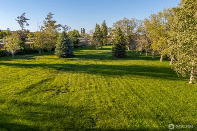What an amazing yard
