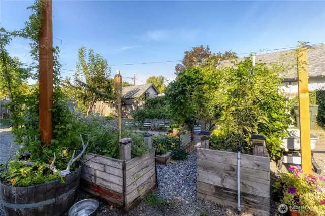Berry and fruit trees