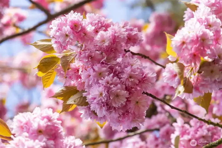 Blooming cherry tree