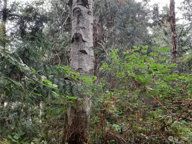 Large alder and cedar trees on the property!