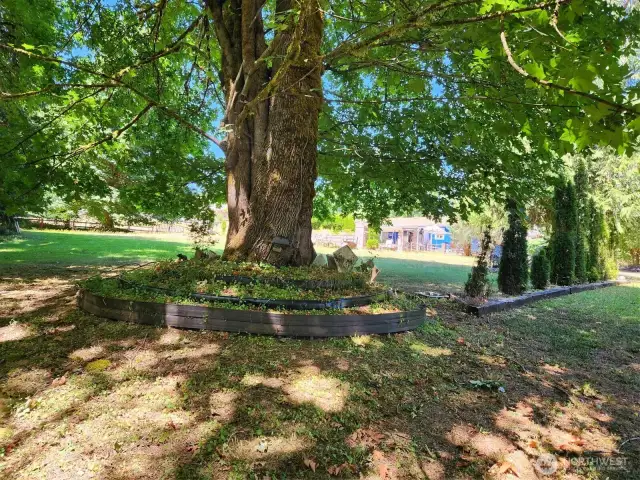 Decorations around the base of the trees