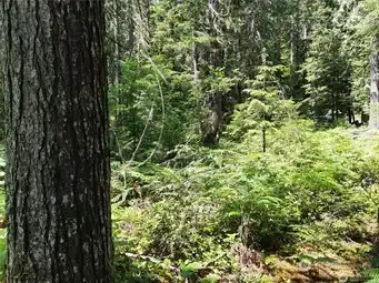 Beautiful woods Beautiful woods
