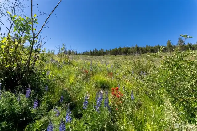 20 Acres is full of wildflowers like Lupine, Indian Paintbrush, Balsamroot and more in the meadows and along all walks and driveway.