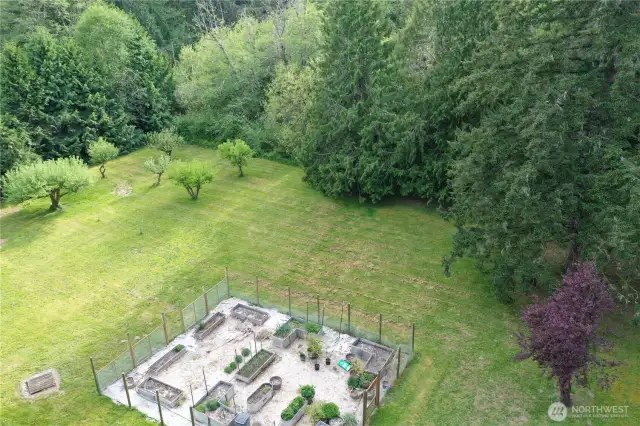 Mature Apple Trees