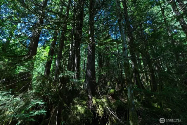 Near Wild Sky Wilderness!