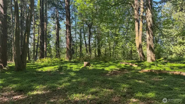 Forest and greenery abound.