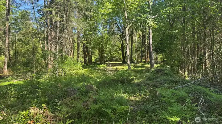 Sunlight filters through the trees throughout this parcel.