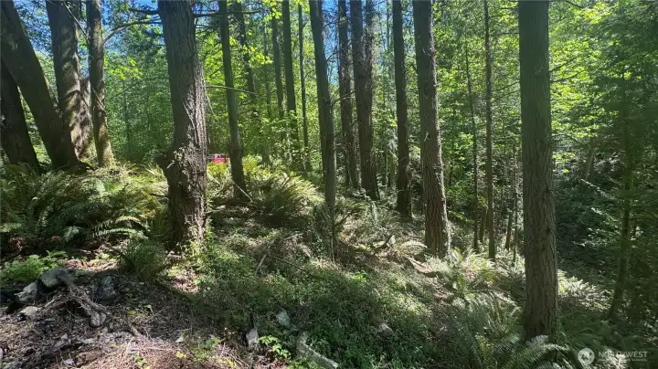 Parcel has a lush ravine. Subaru for scale.