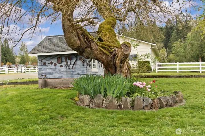 Very old Mulberry tree
