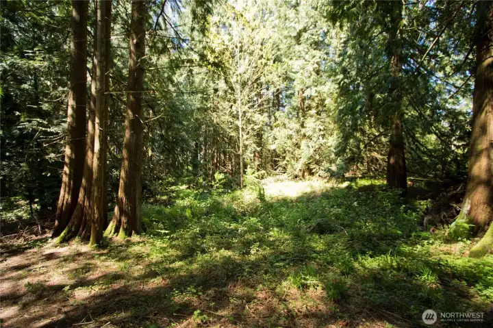wooded lot