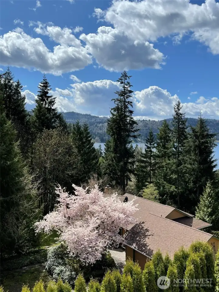 Cherry blossom in the backyard.
