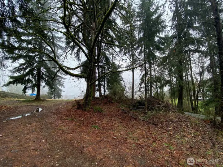 Beautiful cedars and douglas firs adorn the lot.