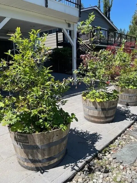 Blueberries stay for Buyer!