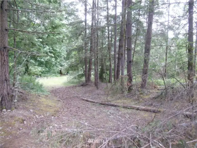 One of several pathways and clearings through the property.