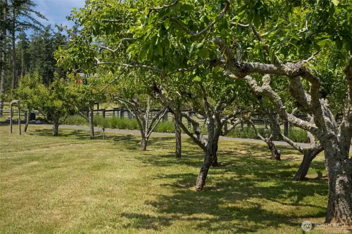 Mature fruit trees