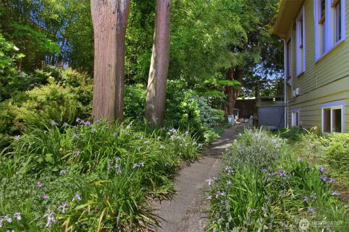 Wild irises and other plantings in Spring (this photo is from April)