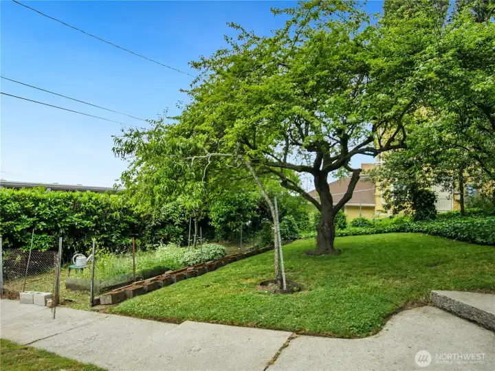 This is additional garden space with several fruit trees.