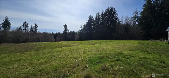 Great grass for grazing in the fenced pasture