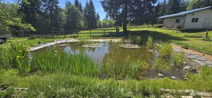 Duck Pond in front yard.