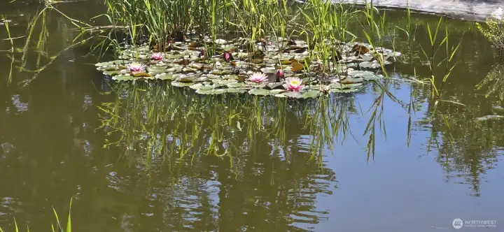 Lilly Pads & Frogs in the pond.