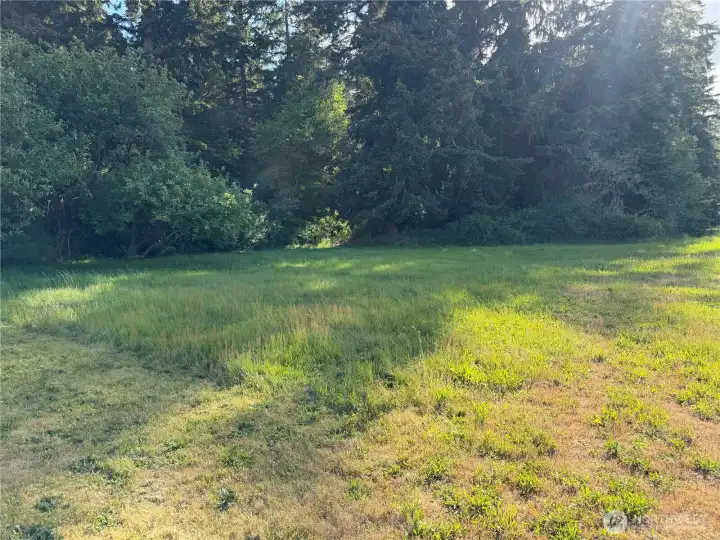 Tree lined back yard. Tree lined back yard.