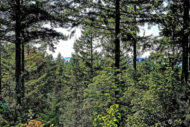 Peekaboo view of water from main house living room. Clear the trees for more of a view!