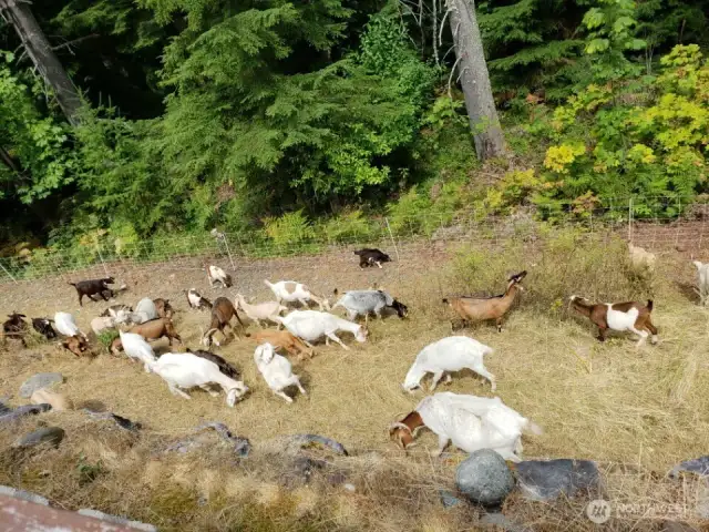 Wide retaining wall surface behind the backyard fence. Each summer, young families especially enjoy the seasonal treat of goats grazing below the backyard — a fun and eco-friendly way of mowing the grass.