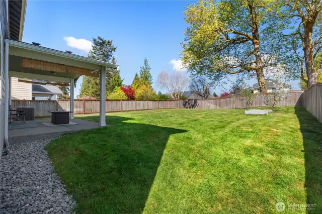 View of the fully fenced backyard with apple trees.  Great for pets.
