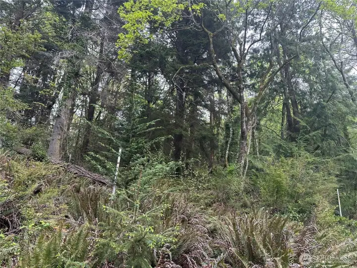 View toward north to lots from 20' unimproved access area.