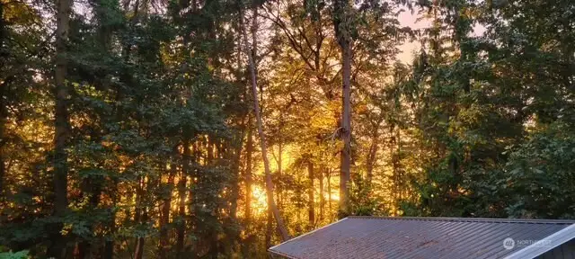 Owner inspired photo of the sunset through the foliage.
