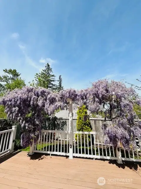 In bloom! (Photo taken by owner)