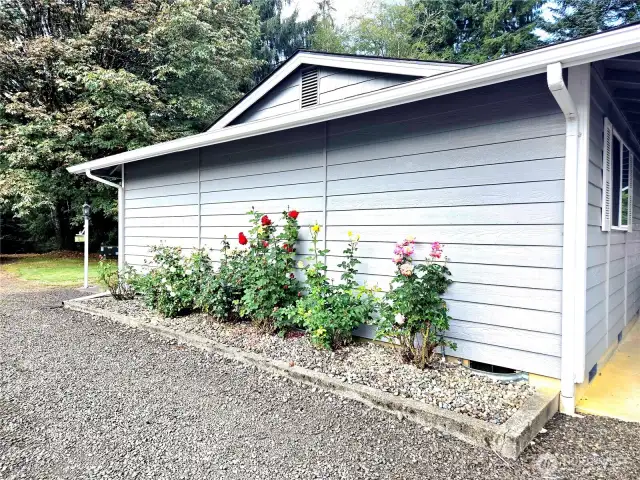 Rose bed with drip system