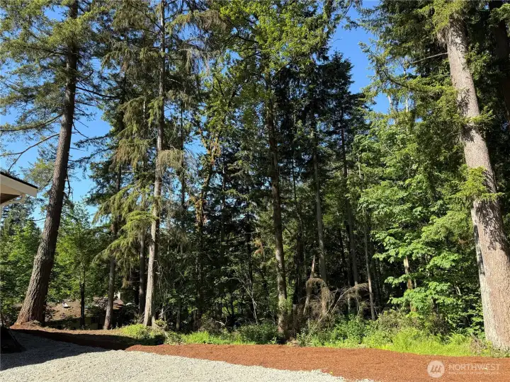 Wooded Site
