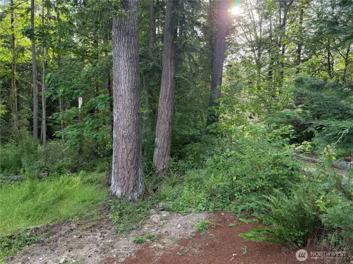 Native Growth Trees