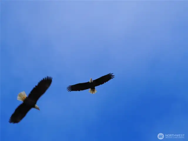 Eagles from your patio