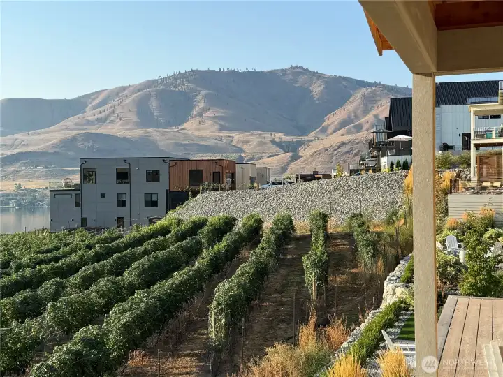 Walk through the vineyard down to VIN DU LAC