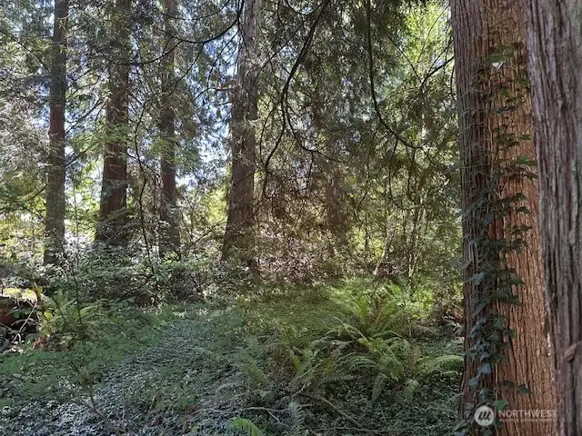 A view of the lot with old growth trees and foliage! Absolutely stunning!