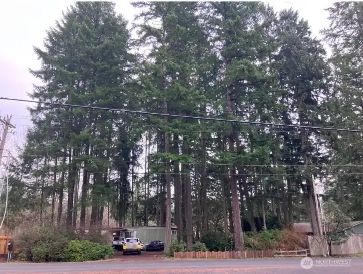 Roadside view showing the mature timber