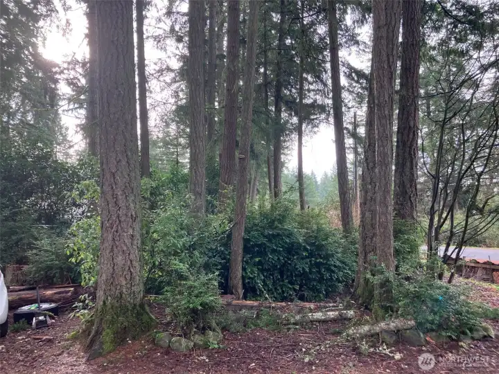 another view of trees