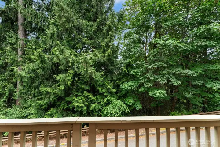 Forest views!