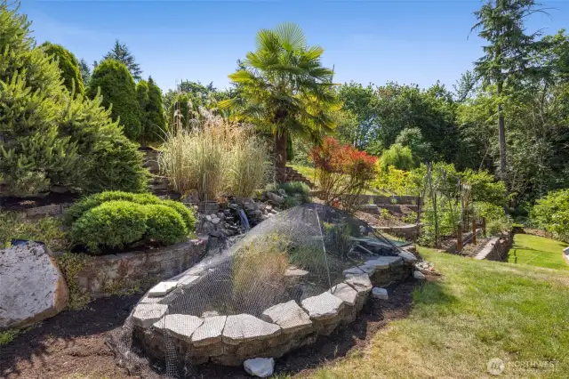 Koi pond
