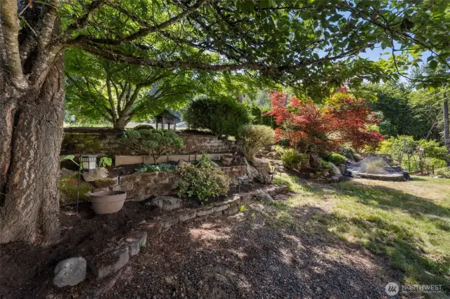 Back yard