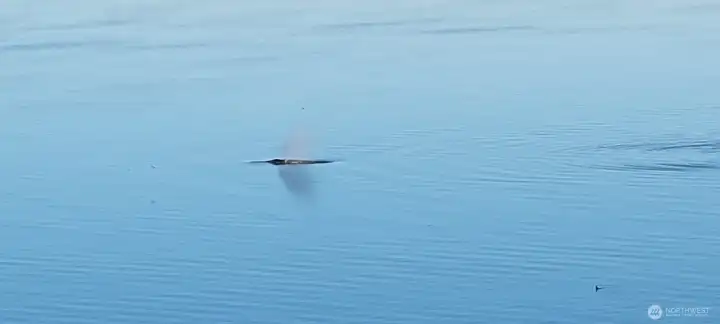 Whale watch from your deck