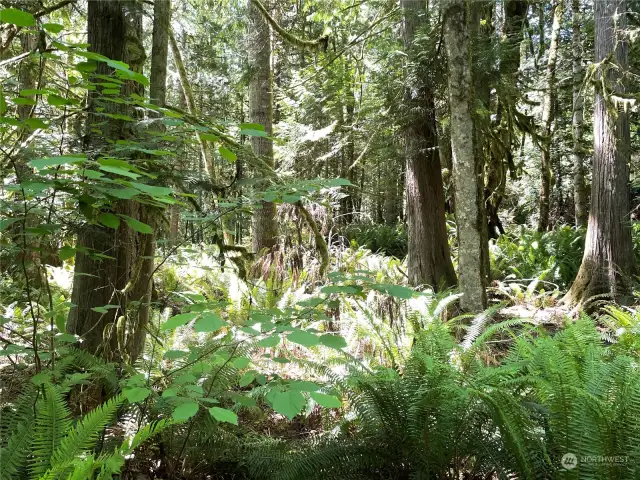 Relax and unwind in the wood among the ferns