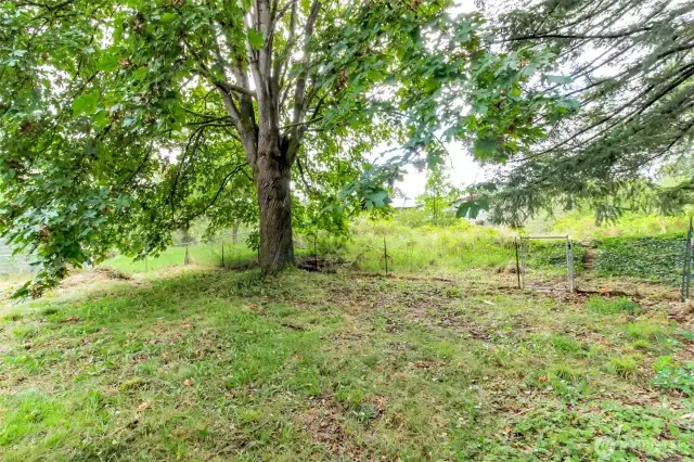 Huge Yard