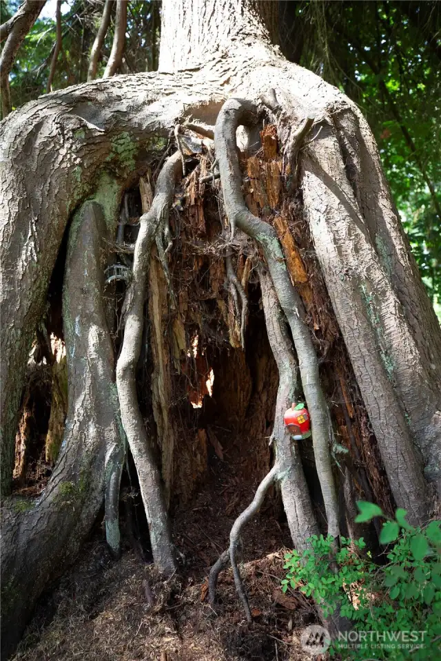 Fairy tree, according to the sellers' kids
