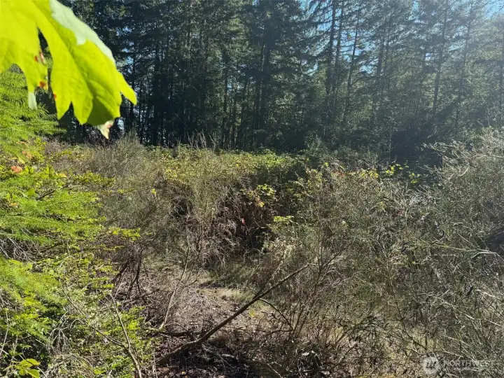 Large cleared area, blackberries only.