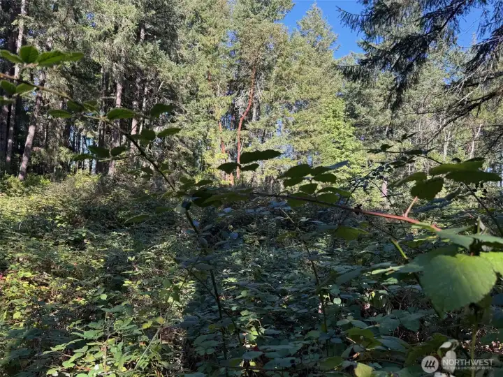 Looking over the cleared area into the fir trees.