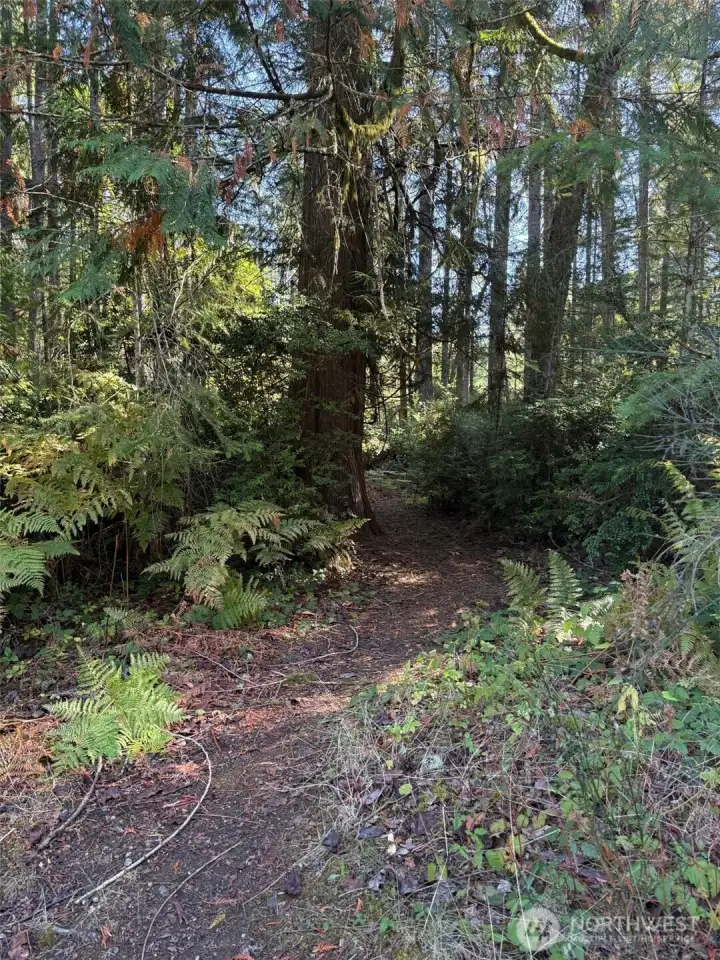 Another trail.