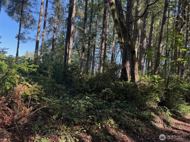 Marketable timber or simply a view of nature.